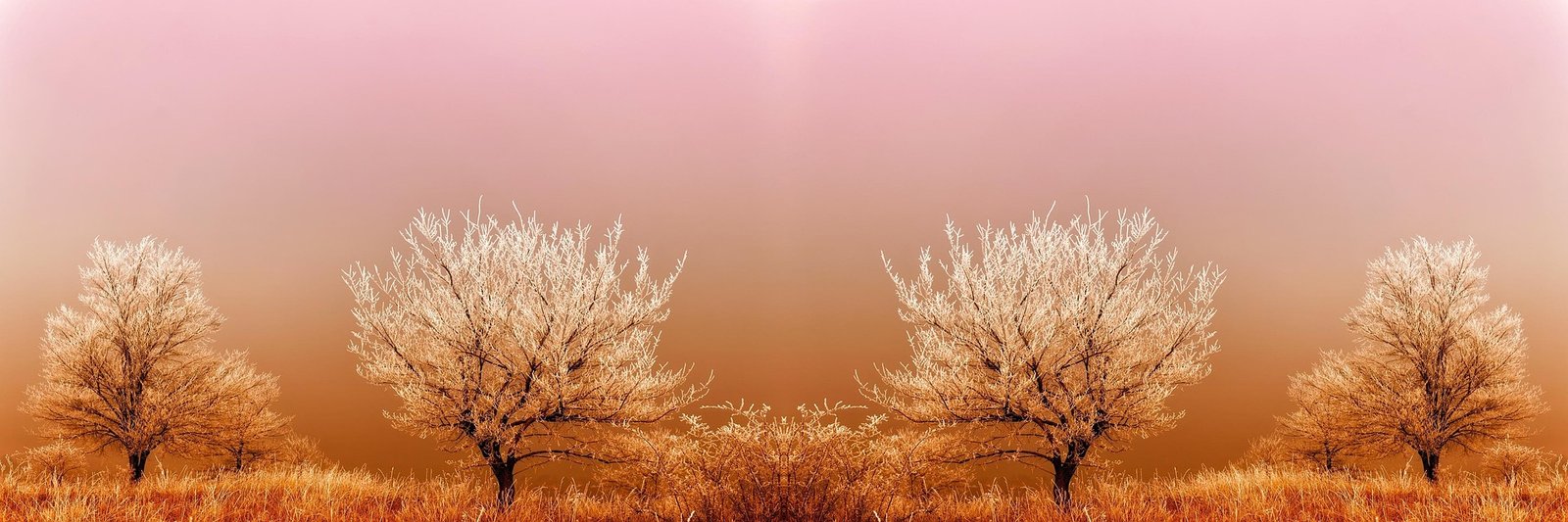 Desert Willow background