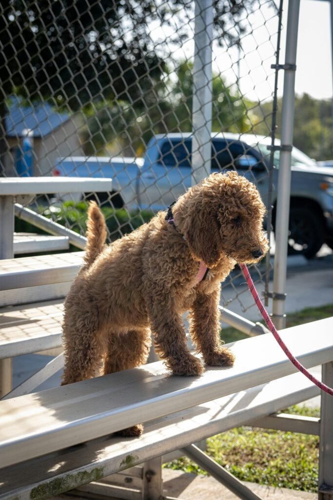 Charming brown poodle on bleachers with a leash, enjoying a sunny day.